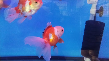 ORANDA gold mix Big size 10-12cm