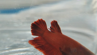 ROUNDTAIL RED BETTA