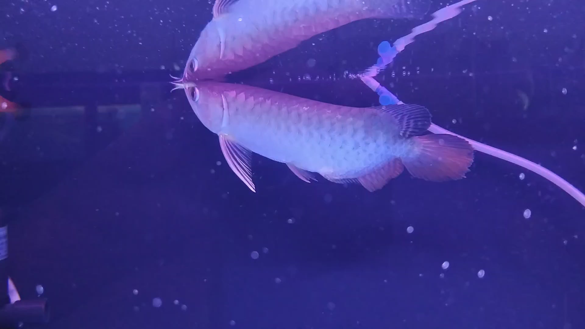 Buy red best sale arowana fish online