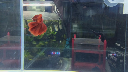 HALFMOON RED BETTA