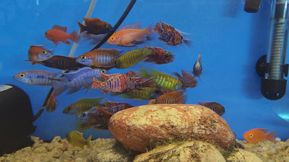 MALAWI MIX 5-6cm