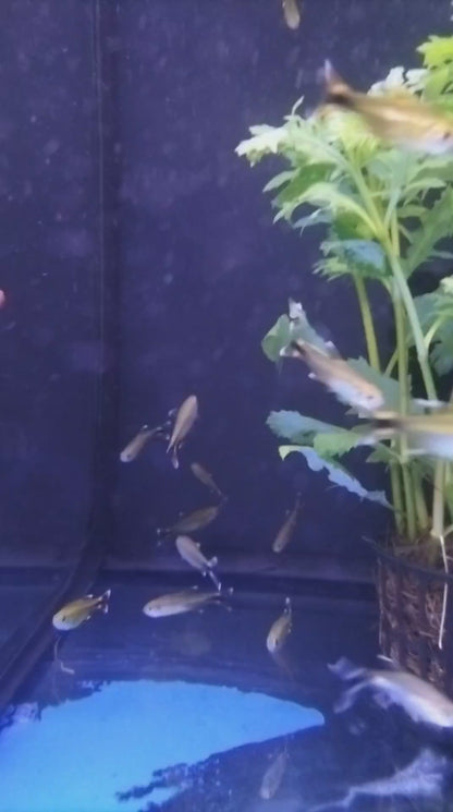 SILVER TIP TETRA 3cm