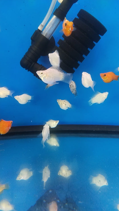 BALLOON MOLLY Fish