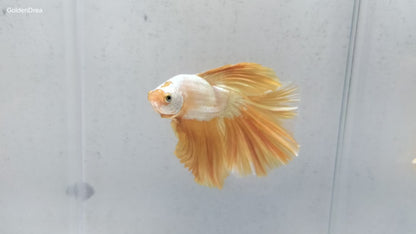 HALFMOON YELLOW DRAGON BETTA