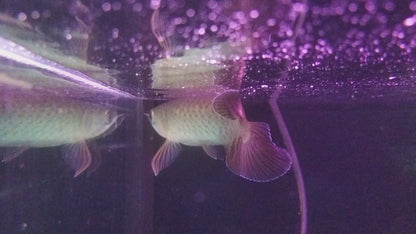 GREEN AROWANA FISH 12-14cm