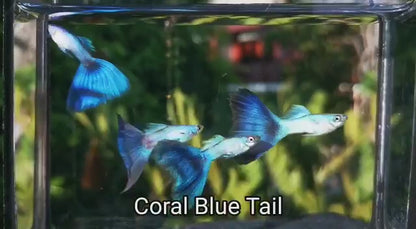 CORAL BLUE TAIL SPECIAL GUPPY PAIR