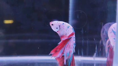 HALFMOON KOI FANCY BETTA