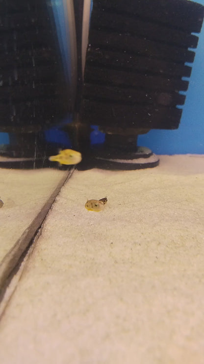 Dwarf Puffer