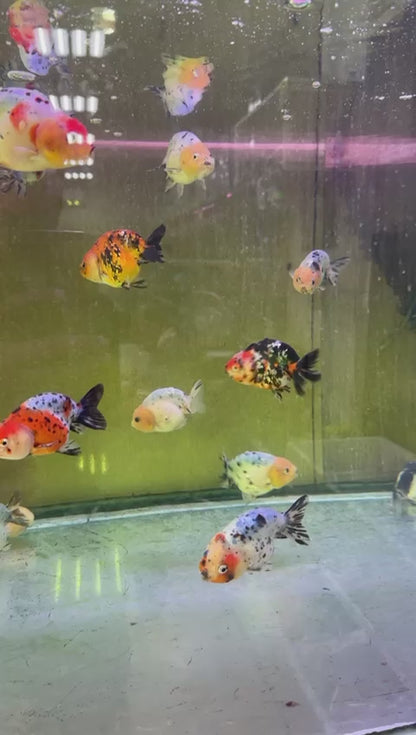 RANCHU GOLD MIX