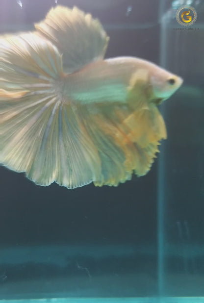 HALFMOON YELLOW BETTA