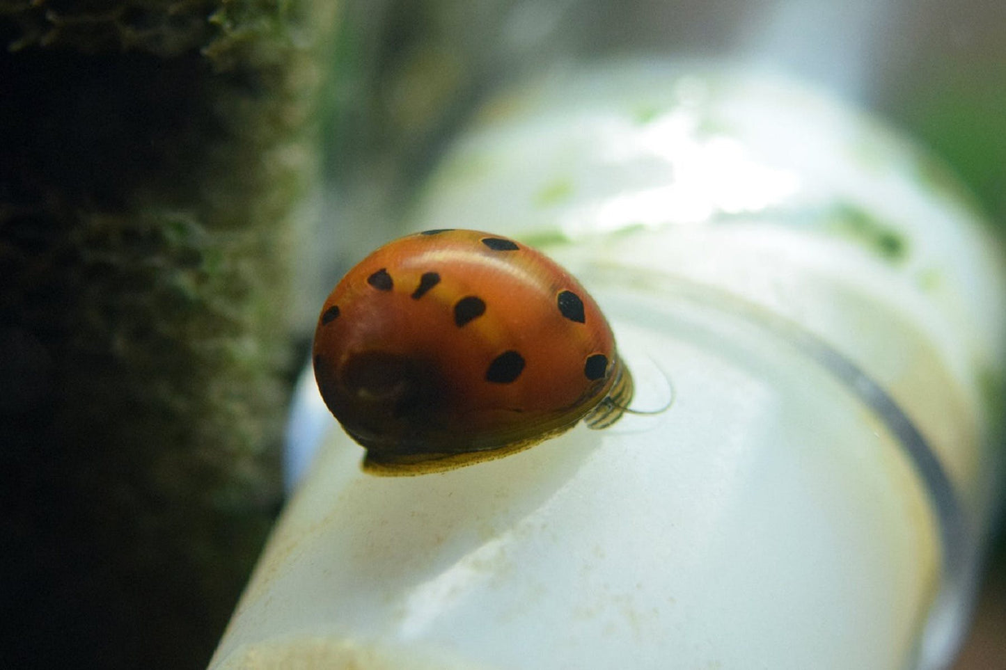 RED SPOTTED SNAIL