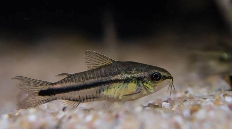 Pygmy Corydoras