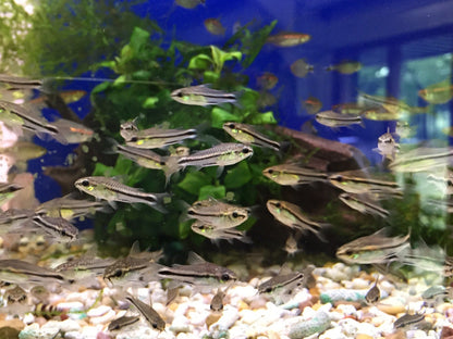 Pygmy Corydoras