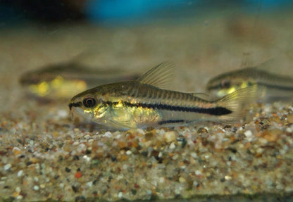 Pygmy Corydoras