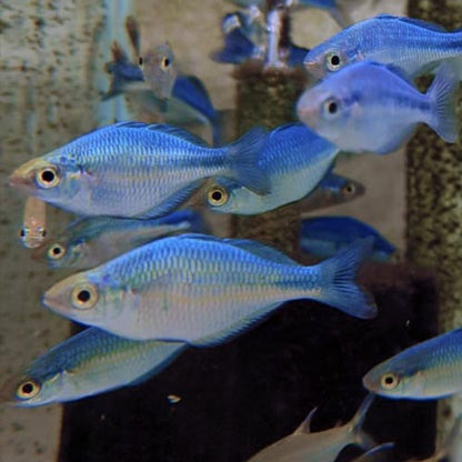 LAKE KUTUBU RAINBOW FISH