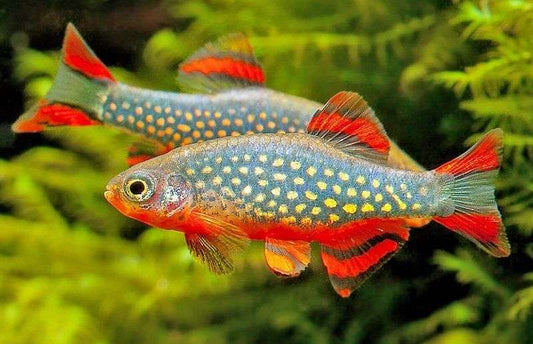 Galaxy Rasbora 1.5cm