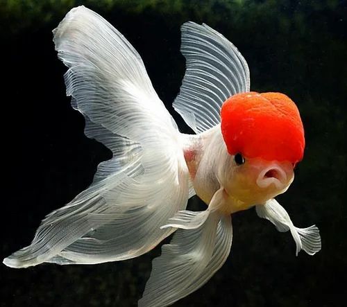 RED CAP ORANDA