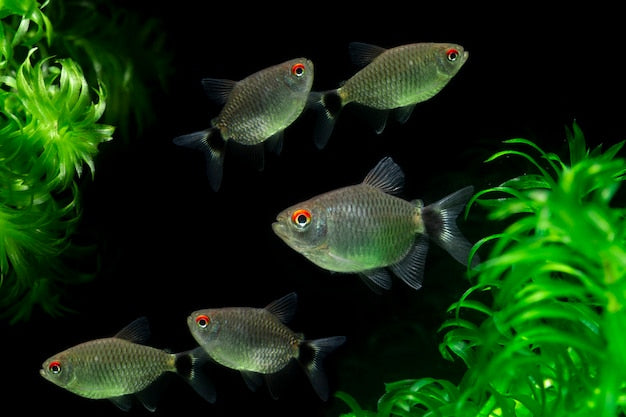 RED EYE TETRA 3cm