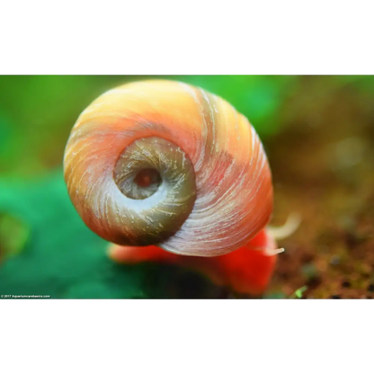 RAMSHORN SNAIL