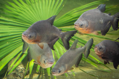 RED BELLY PACU BIG