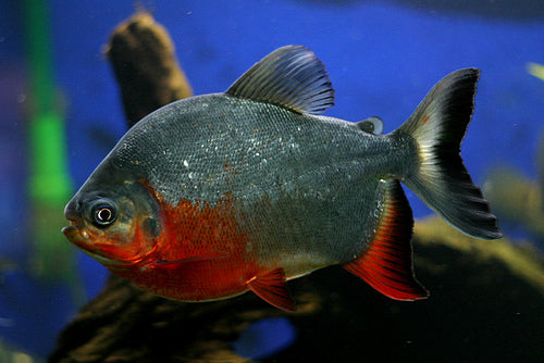 RED BELLY PACU BIG