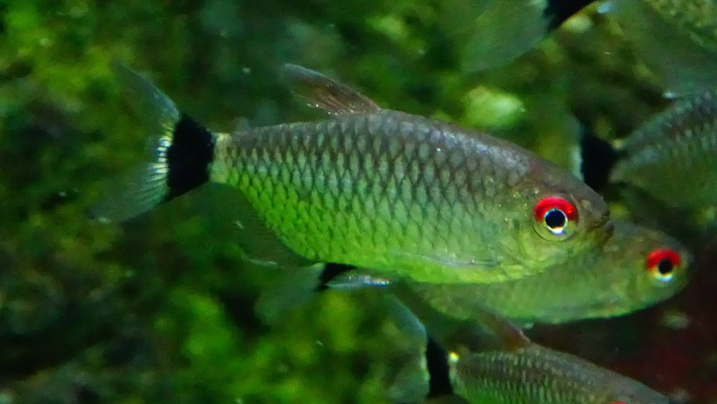 RED EYE TETRA 3cm