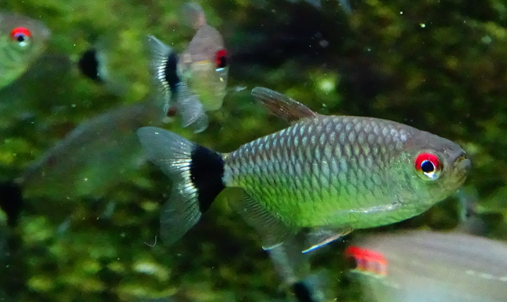 RED EYE TETRA 3cm