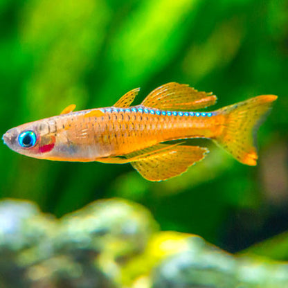 Red Neon Blue Eye Rainbow Fish 2-3cm