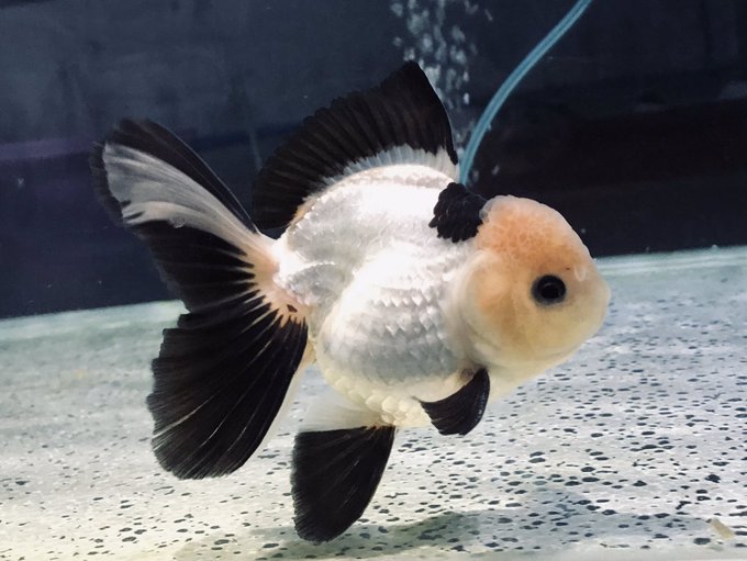 ORANDA PANDA 5-7cm