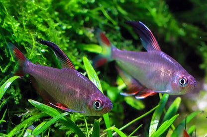 ROSY TETRA 3cm