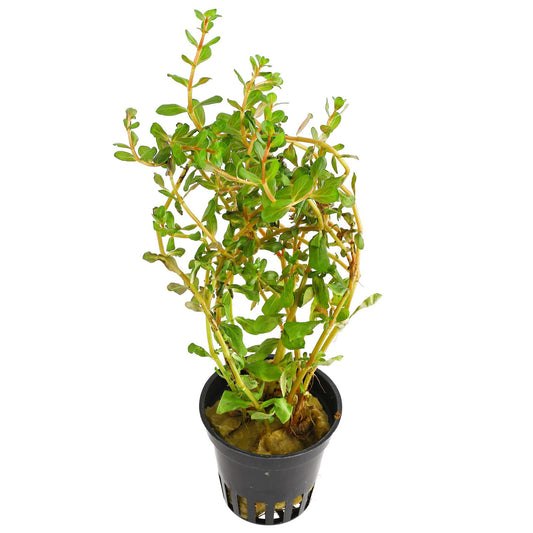 ROTALA SPECIES 'HRA' POT PLANT