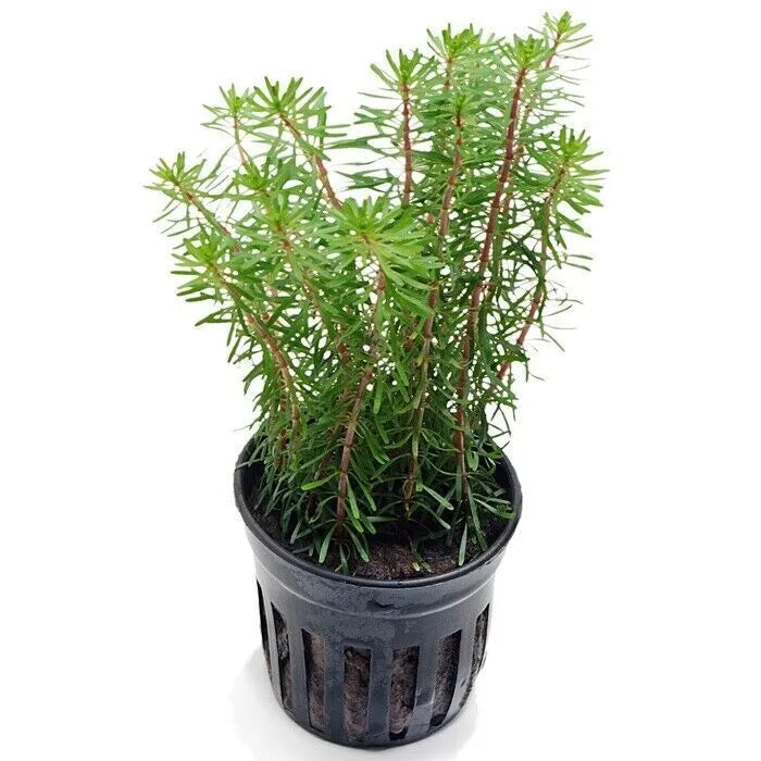 ROTALA WALLICHII POT PLANT