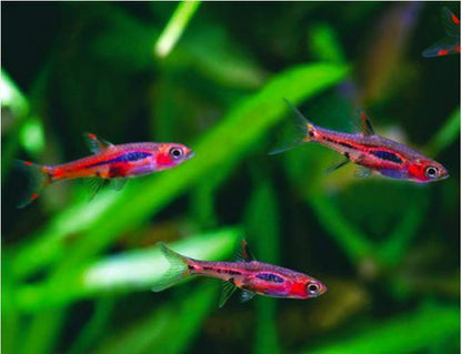 DWARF CHILLI RASBORA