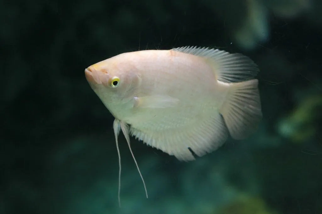 GIANT GOURAMI 7-9cm