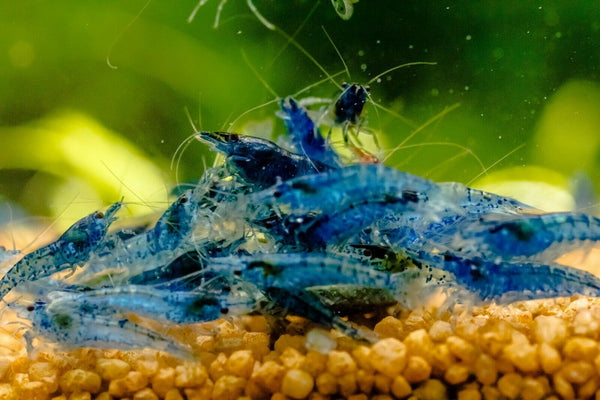 CHERRY BLUE SHRIMPS 1.5cm