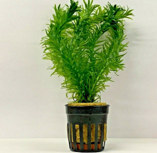 ELODEA DENSA POT PLANT