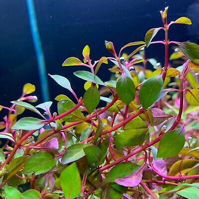 LUDWIGIA SUPER RED