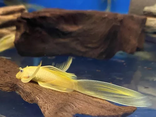 Lemon Long Fin Sucker Fish - L144