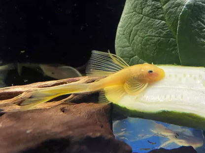 Lemon Long Fin Sucker Fish - L144