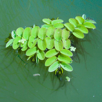 SALVINIA FLOATING PLANT IN CUP