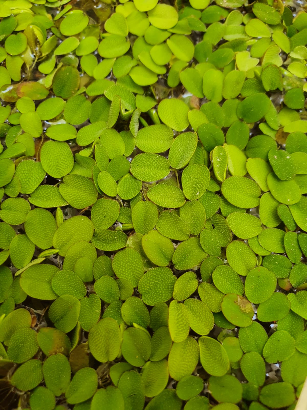 SALVINIA FLOATING PLANT IN CUP