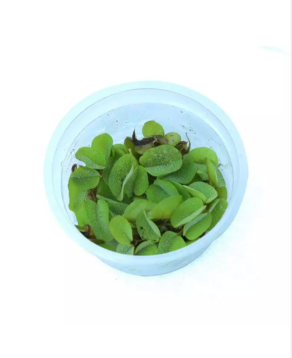 SALVINIA FLOATING PLANT IN CUP