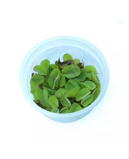 SALVINIA FLOATING PLANT IN CUP