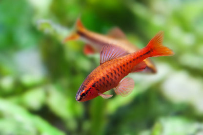 Cherry Barb 2-3cm