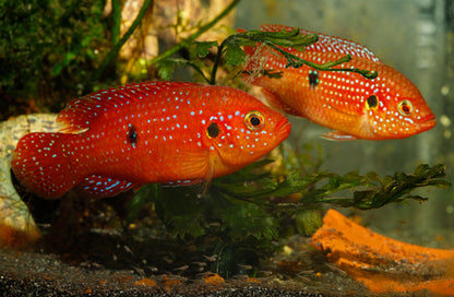 BALOON JEWEL CICHLIDS