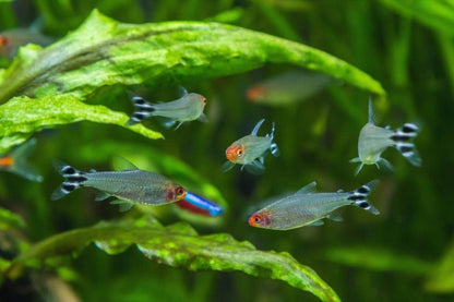 RUMMY NOSE TETRA 2.5cm