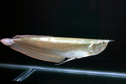 Silver Arowana 15-20cm