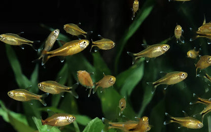 SILVER TIP TETRA 3cm