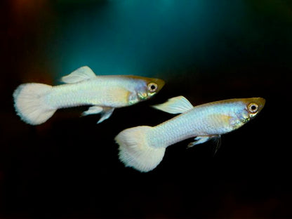 WHITE GUPPY 3cm