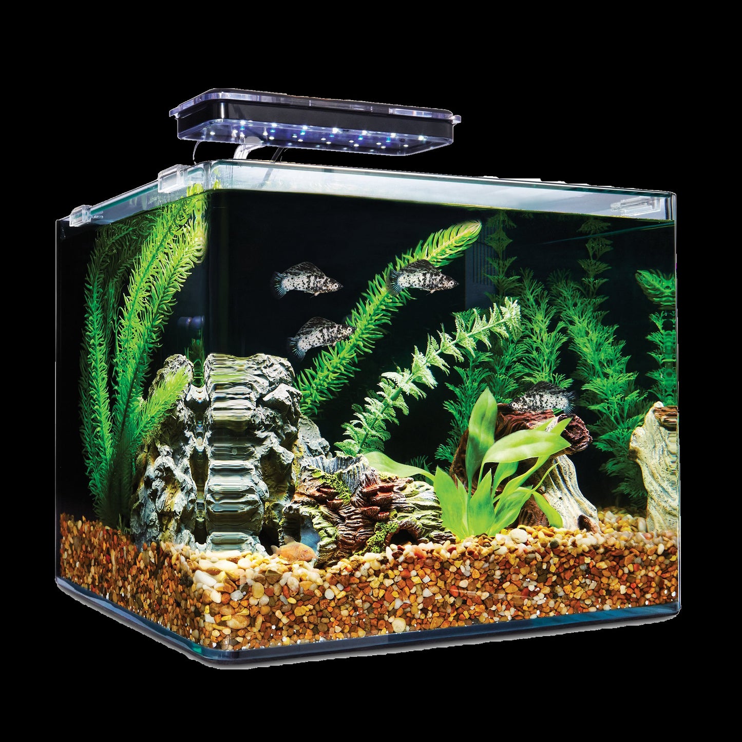 GLASS TANK 50cm to 30cm